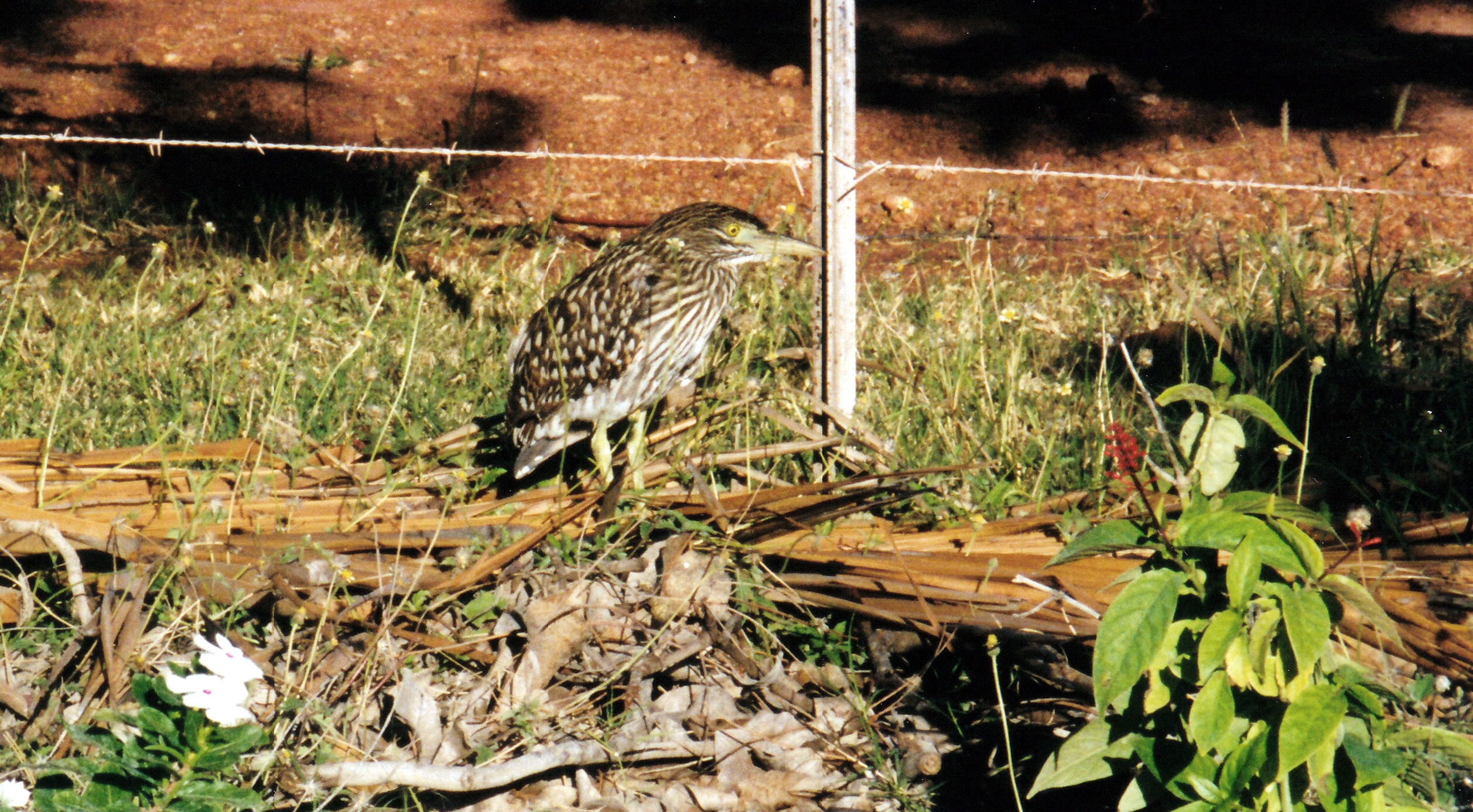 06-19-2000 bush thick knee dunmurra