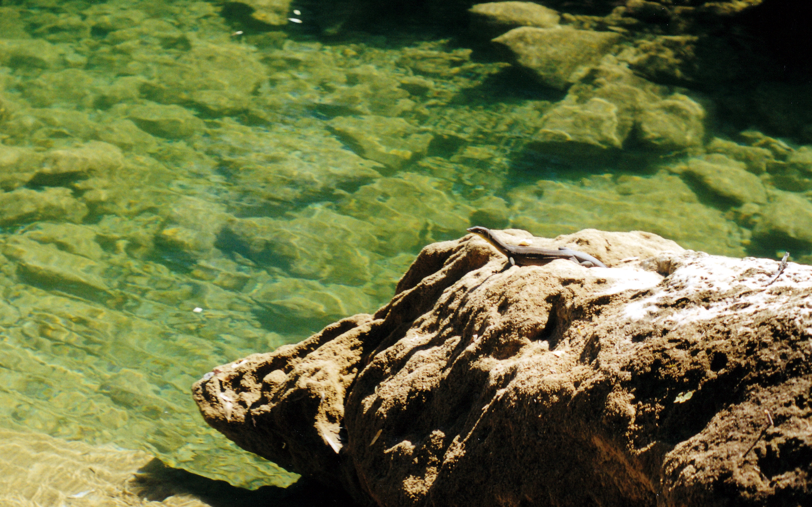 06-22-2000 04 water monitor Gregory NP.jpg