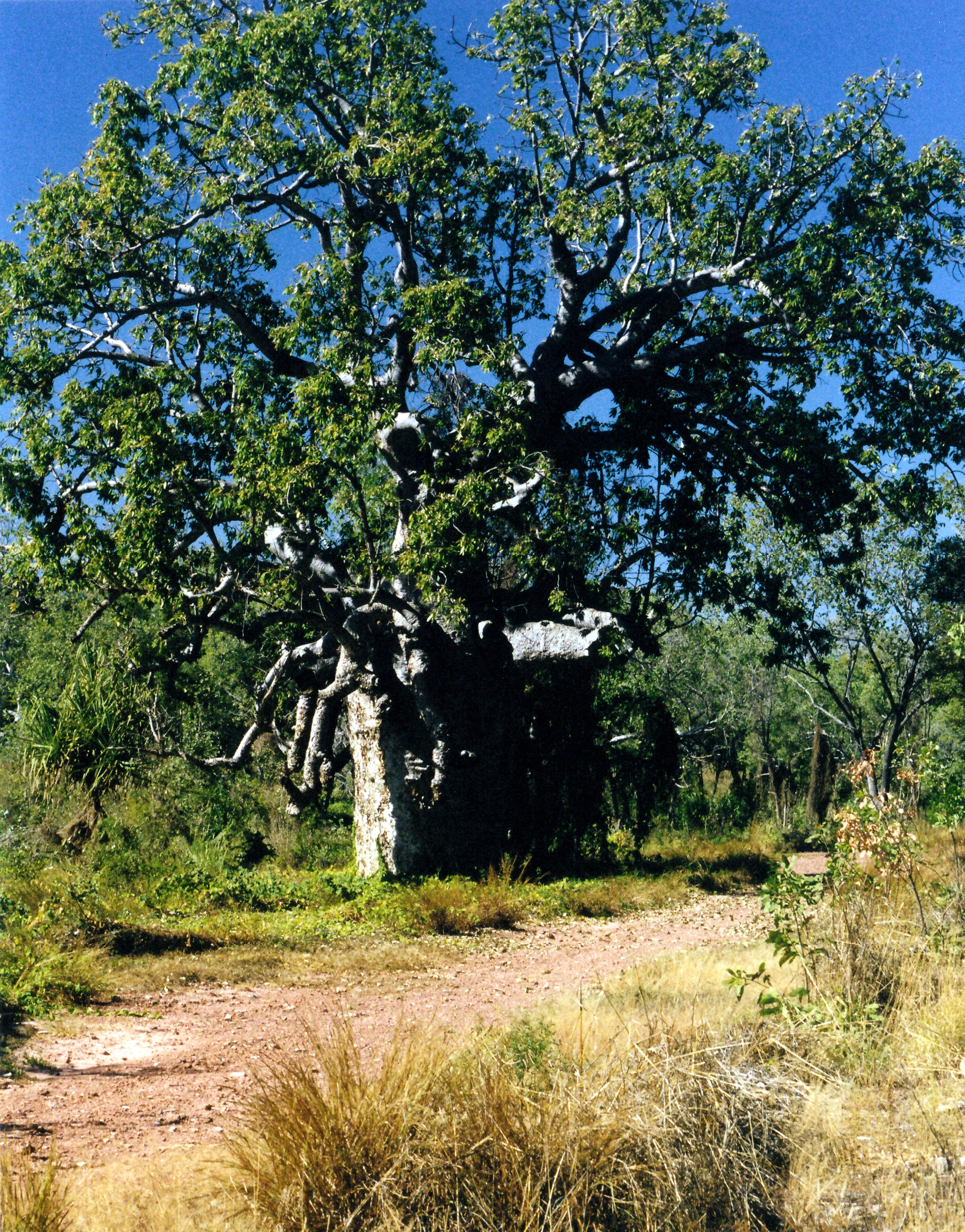 06-22-2000 06 limestone gorge boab.jpg