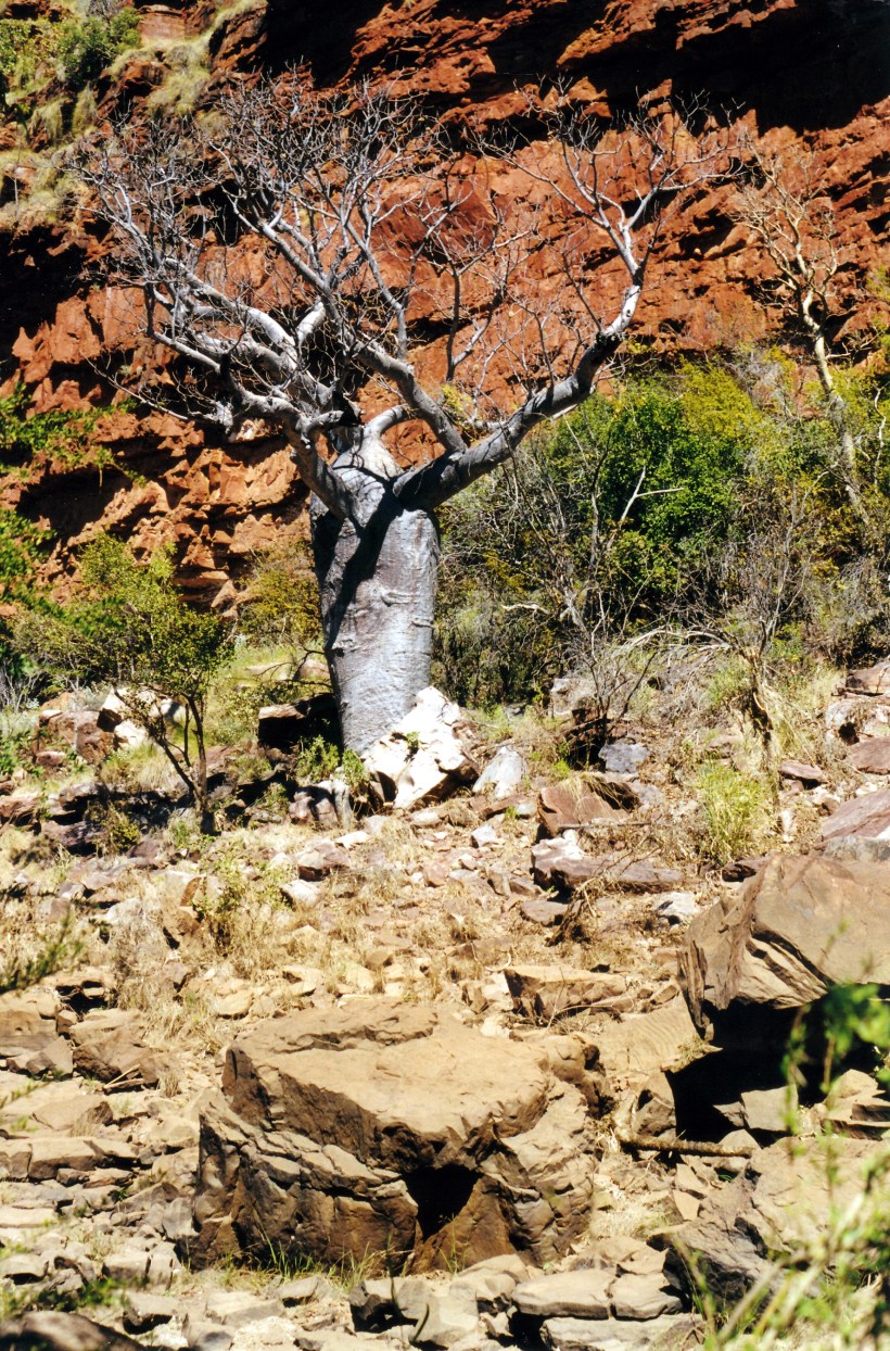 06-25-2000 03 boab and rock Keep R Gorge.jpg