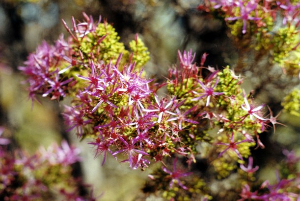 06-26-2000 02 turkey bush.jpg