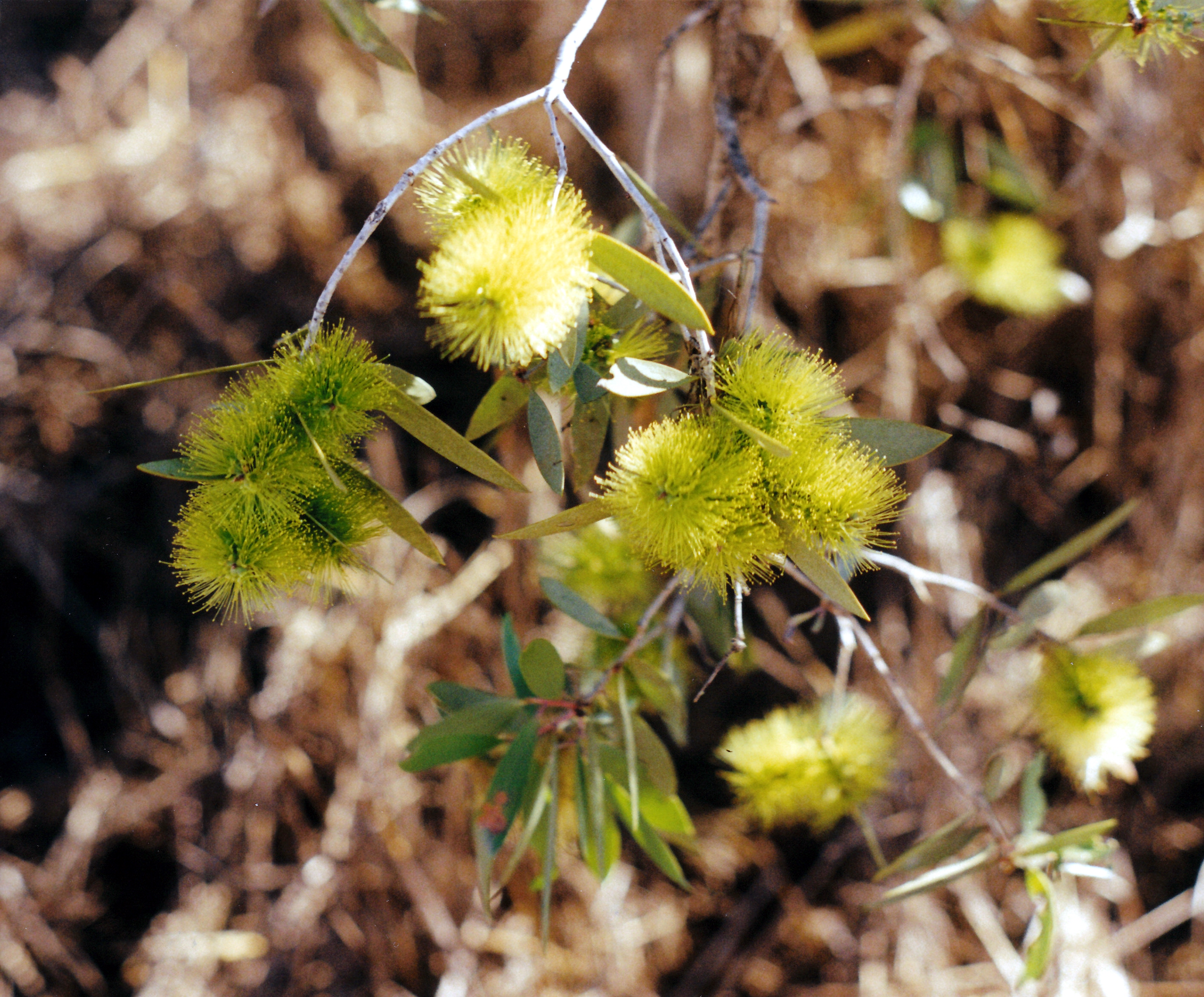 07-01-2000 callistemon.jpg