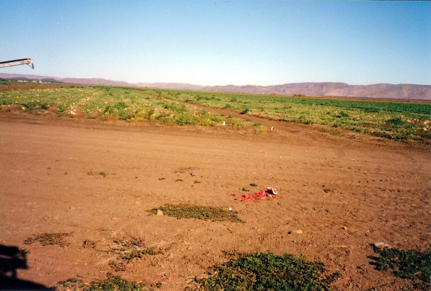 07-08-2000 fruit wastage.jpg