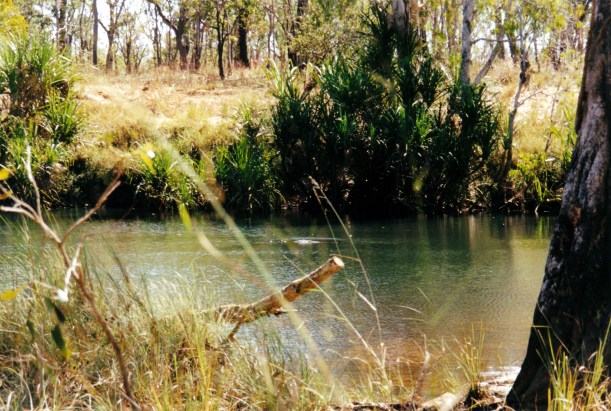 07-20-2000 turtle pool new croc.jpg