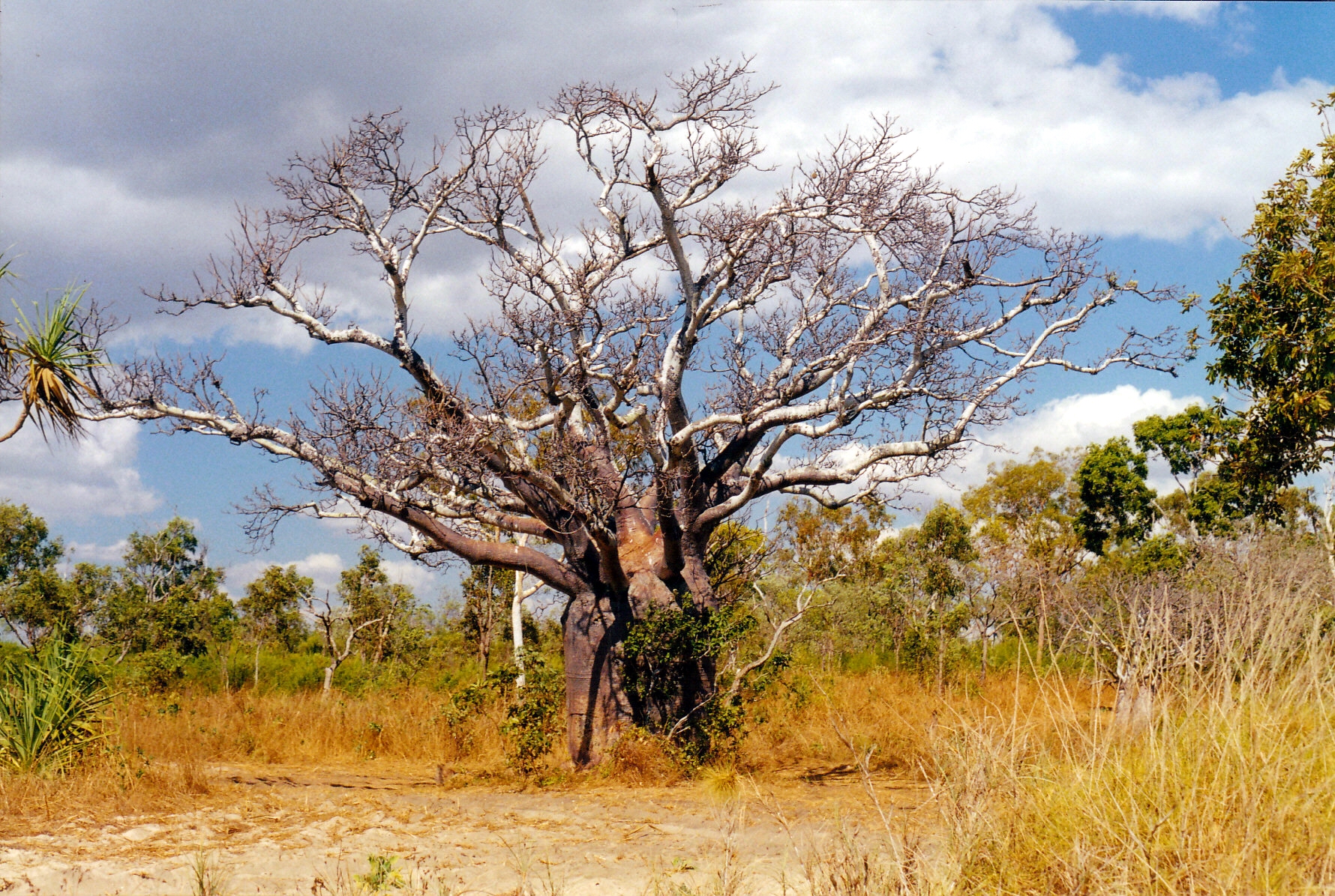 07-24-2000 boab by beach.jpg
