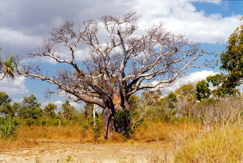 07-24-2000 boab by beach.jpg