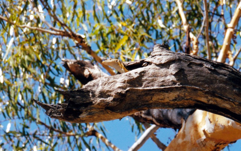07-29-2000 reptile in tree.jpg