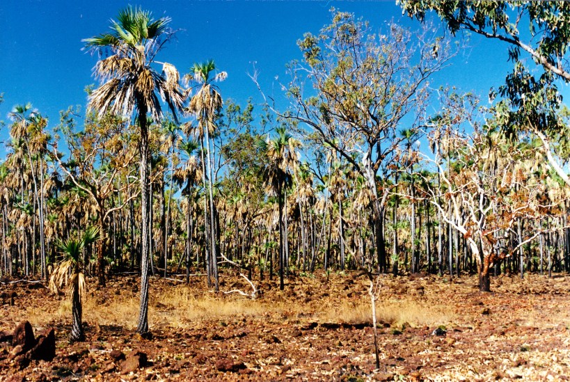 08-05-2000 03 Mitchell plateau burnt Livistonia palms.jpg