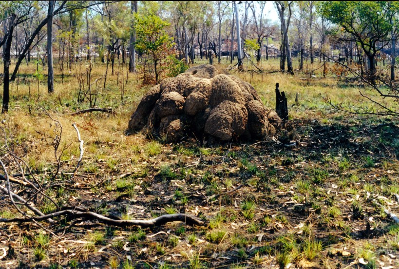 08-08-2000 14 art site and anthill.jpg