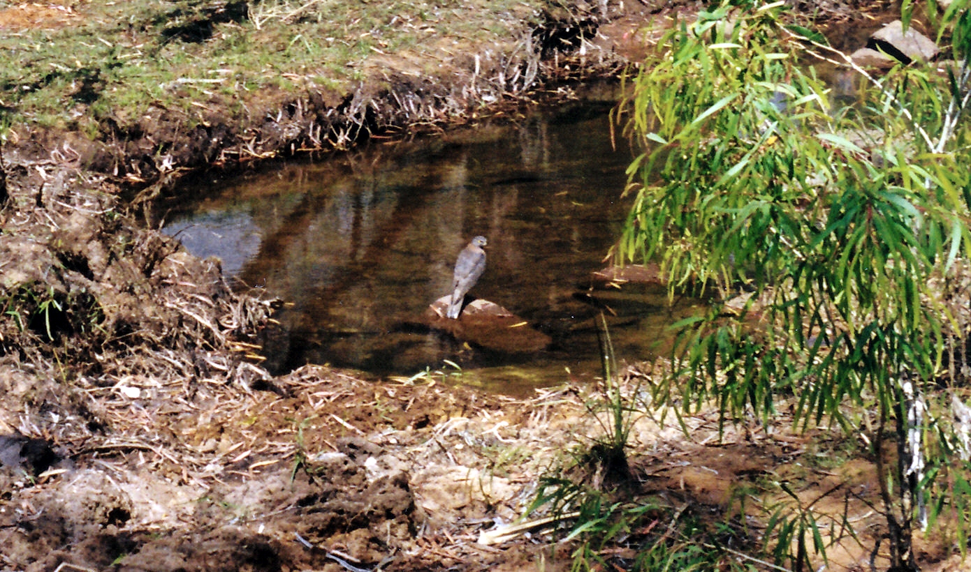 08-09-2000 06 goshawk.jpg