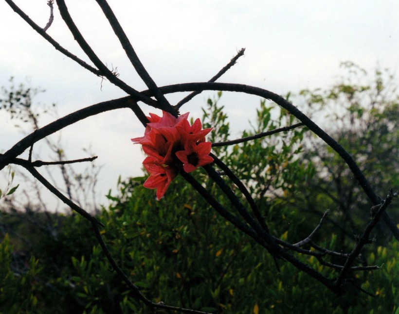 08-10-2000 08 kimberley rose.jpg