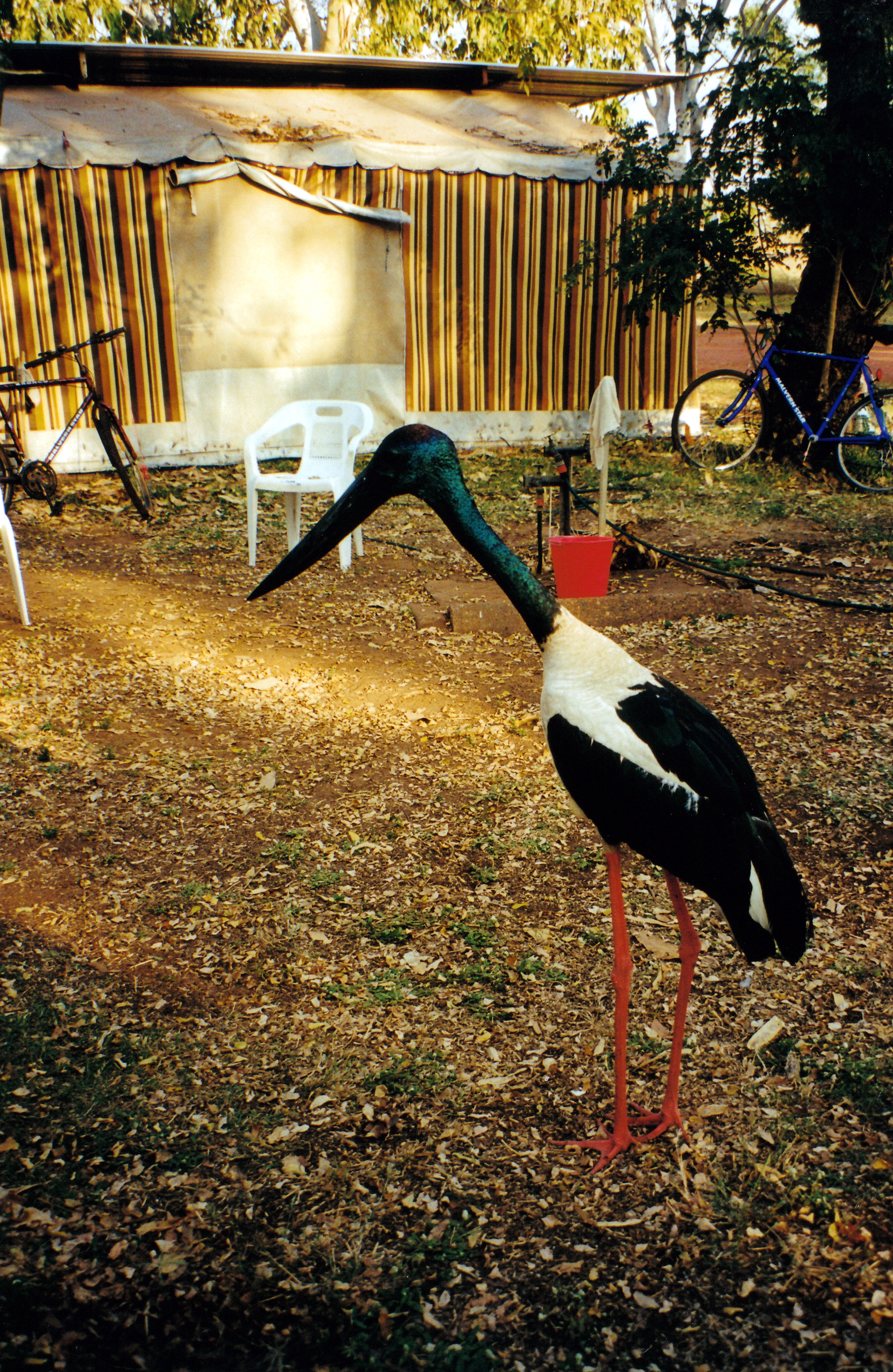 08-11-2000 06 jabiru wyndham.jpg