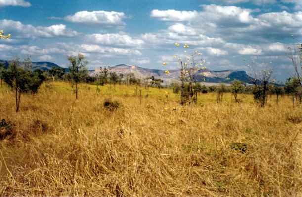 08-11-2000 kapok and range.jpg