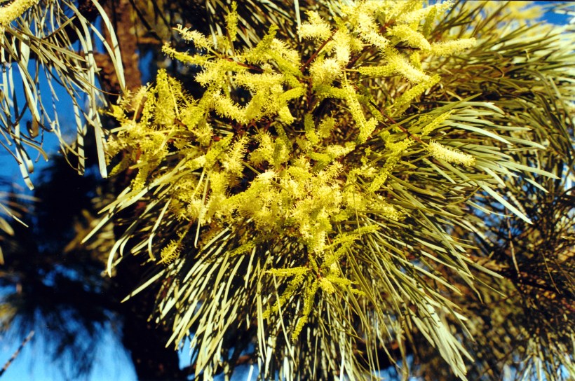 08-16-2000 08 flower old halls ck.jpg