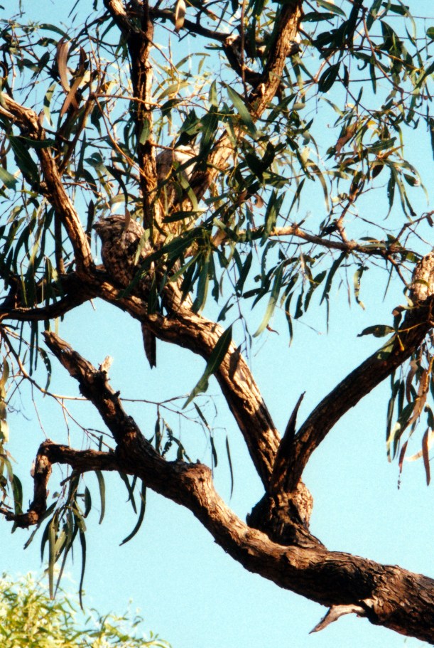09-04-2000 01 pair frogmouths.jpg