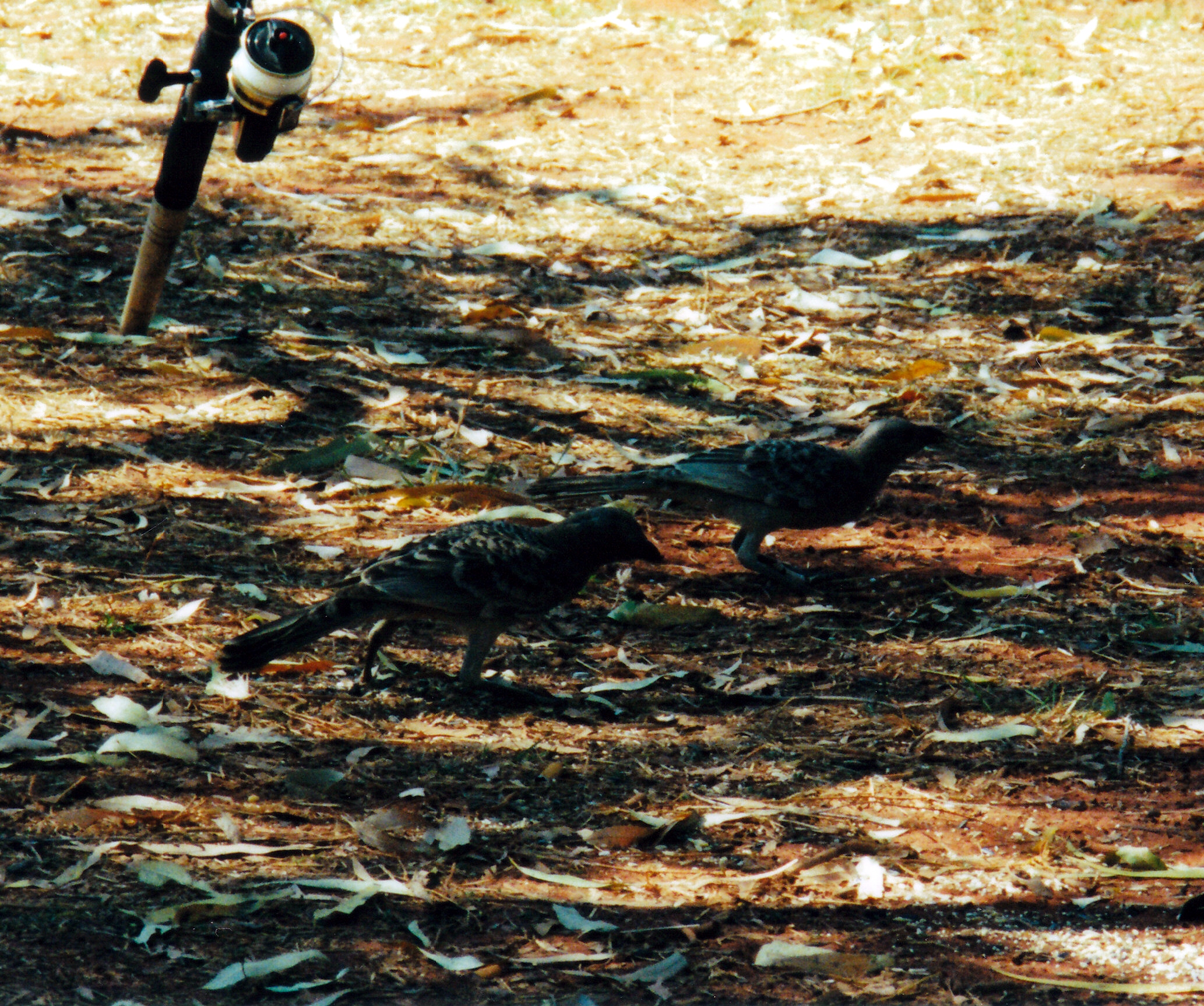 09-04-2000 03 bower birds.jpg