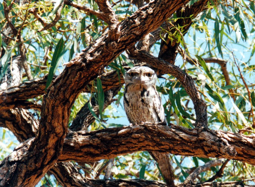 09-06-2000 01 frogmouth.jpg