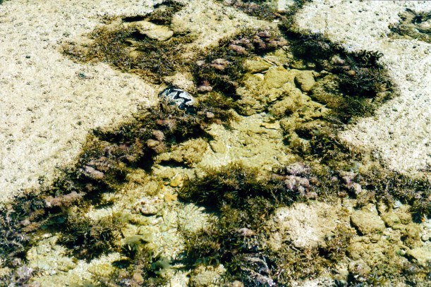 09-07-2000 reef clam.jpg