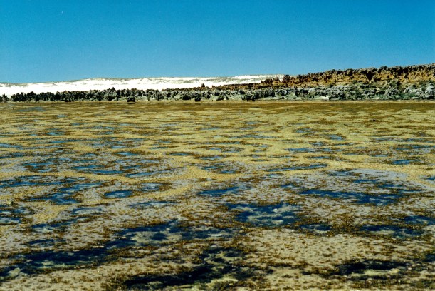 09-07-2000 reef with limestone rocks.jpg
