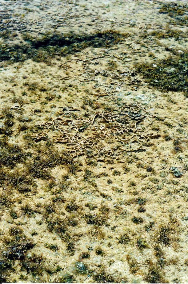 09-07-2000 reef detail.jpg
