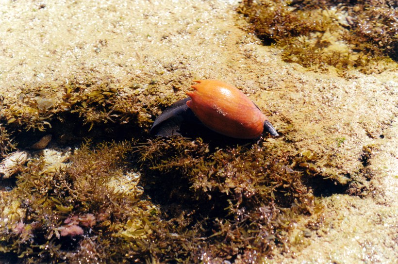 09-08-2000 bailer shell.jpg