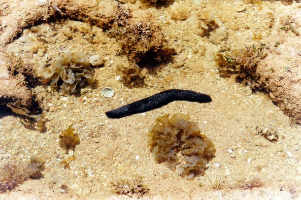 09-08-2000 sea slug.jpg