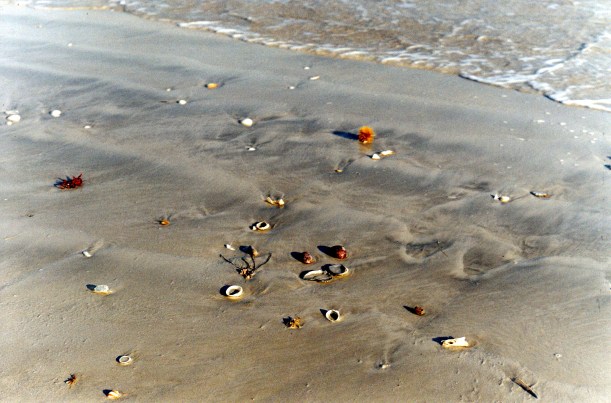 09-11-2000 beach collection.jpg