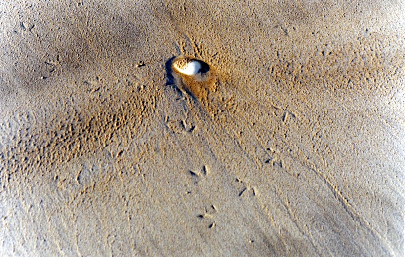 09-11-2000 shell and footprints