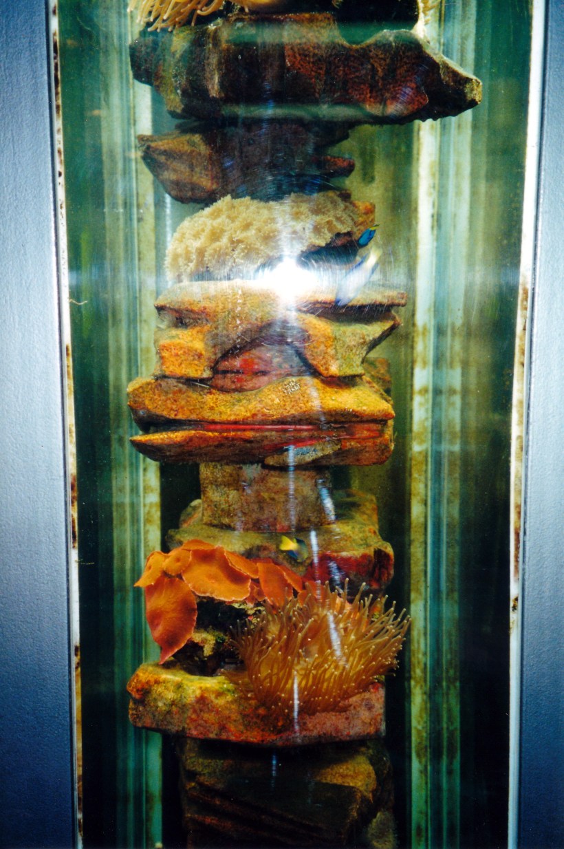 10-05-2000 marine life colonizing rig.jpg