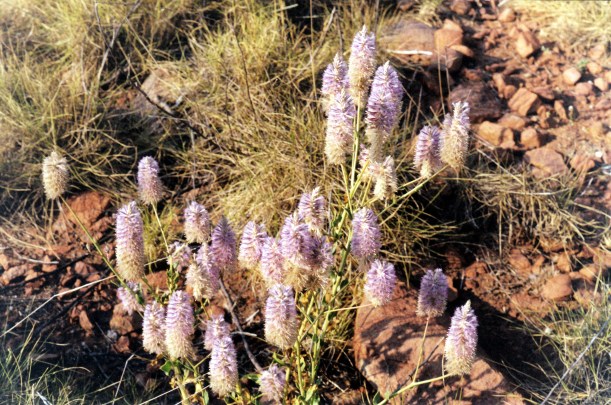 10-05-2000 mullla mulla.jpg