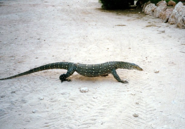 10-27-2000 bungarra.jpg