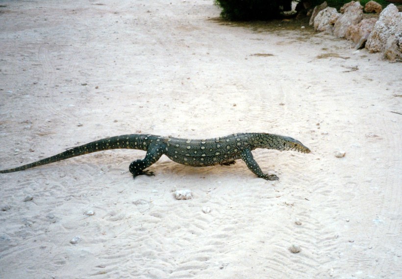 10-27-2000 bungarra.jpg