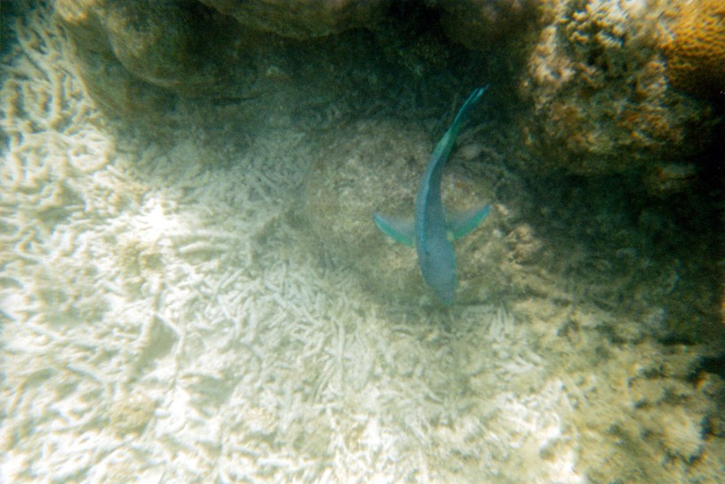 10-28-2000 blue fish.jpg