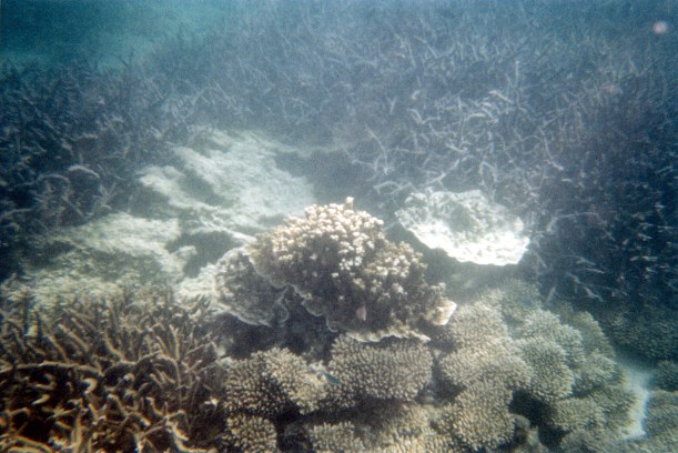 10-28-2000 coral.jpg