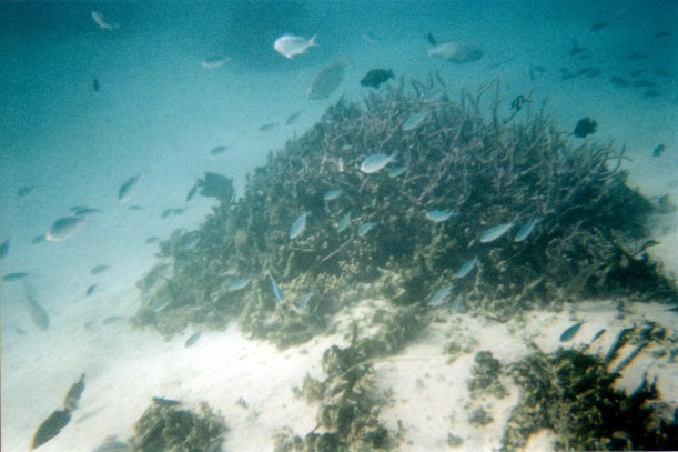 10-28-2000 lots fish.jpg