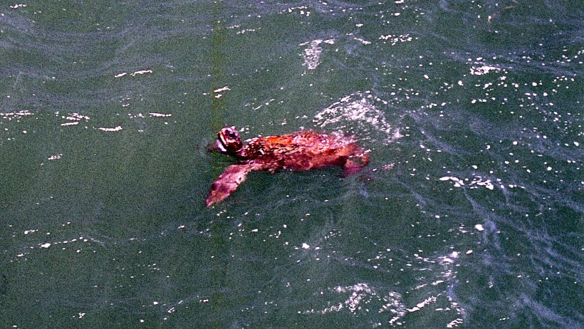11-03-2000 turtle One Mile Jetty.jpg