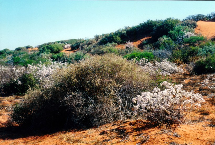 11-05-2000 03 wildflowers Peron NP.jpg