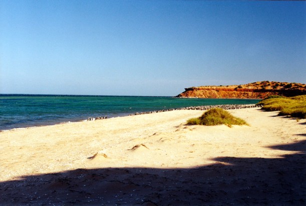 11-05-2000 07 cormorants.jpg