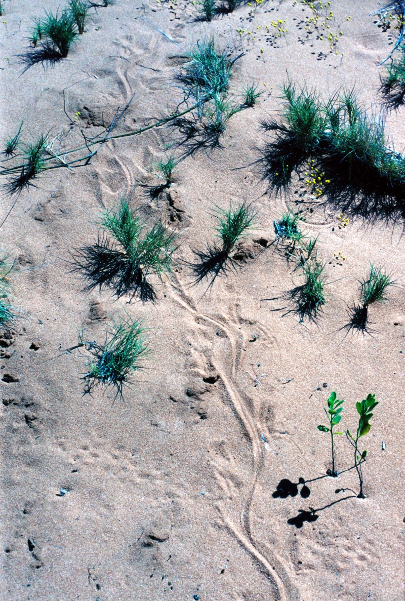 11-06-2000 03 big lagoon peron np.jpg