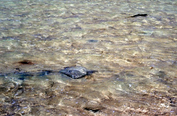 11-06-2000 07 shark and stingray.jpg