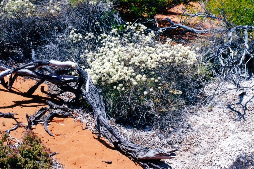 11-06-2000 09 big lagoon vegetation.jpg