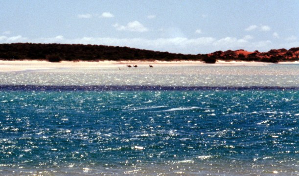 11-07-2000 01 emus wading.jpg