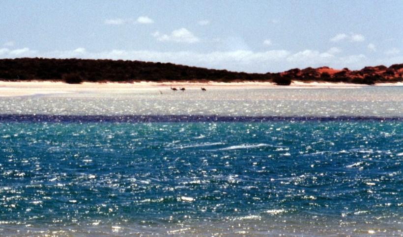 11-07-2000 01 emus wading.jpg