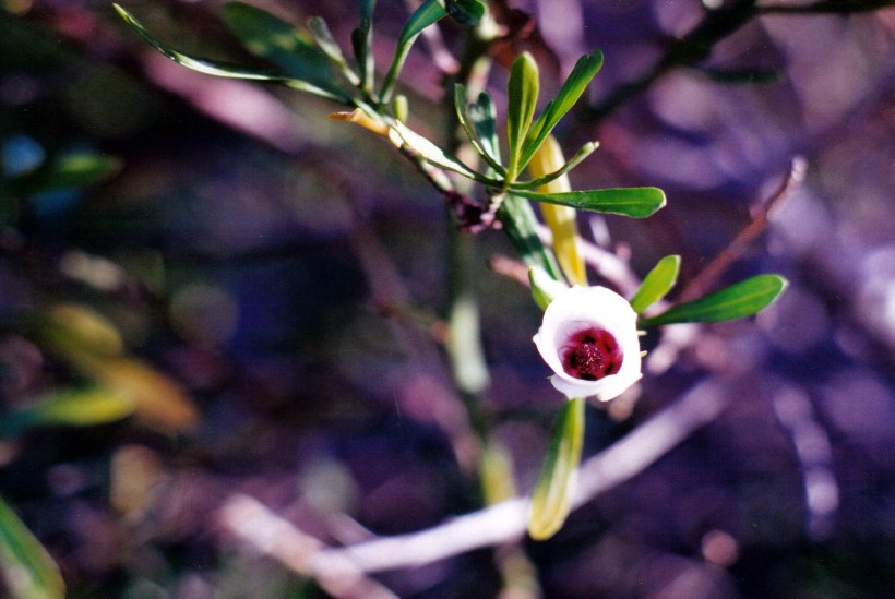 11-10-2000 tamala rose.jpg