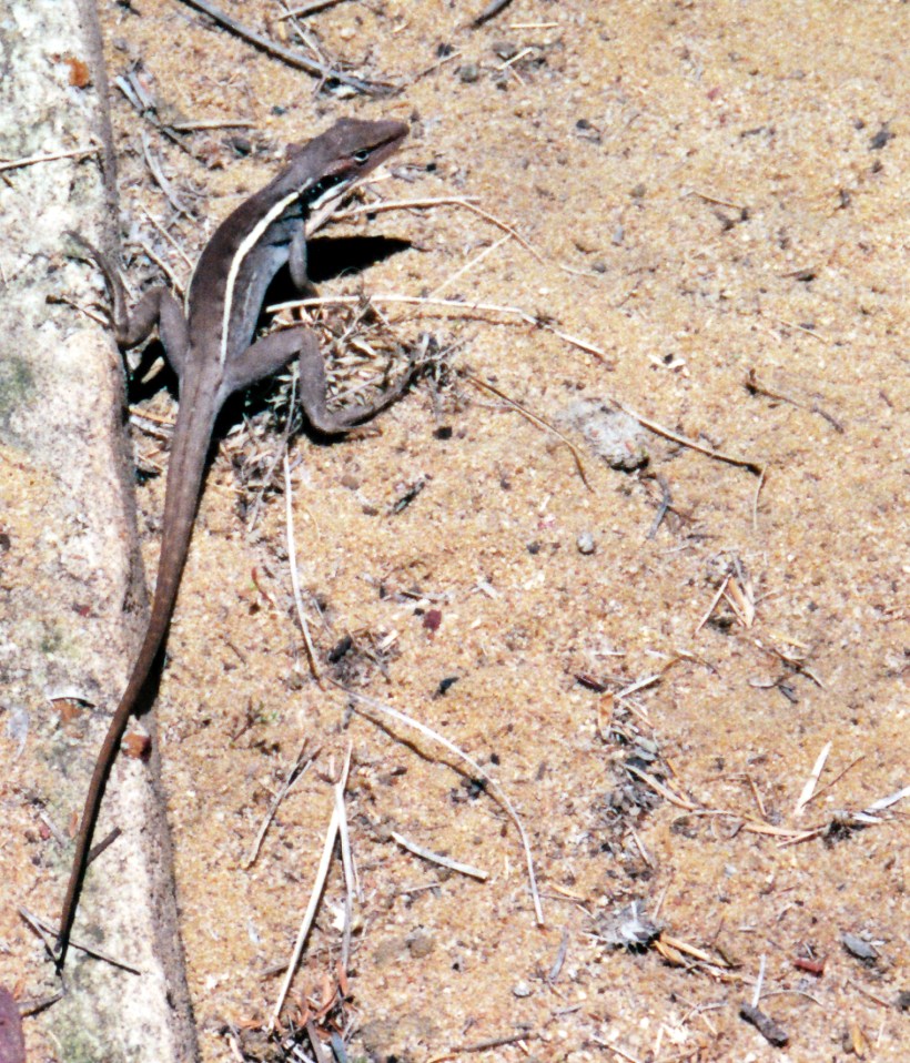 11-13-2000 rainbow jungle reptile