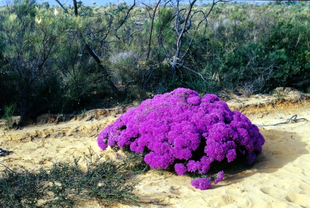 11-16-2000 15 wildflowers.jpg