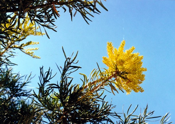 11-16-2000 16 grevillea.jpg