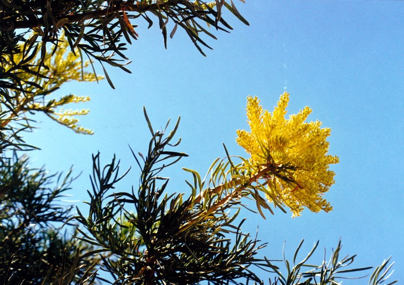 11-16-2000 16 grevillea.jpg