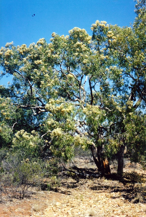 09-25-2001 blossom.jpg
