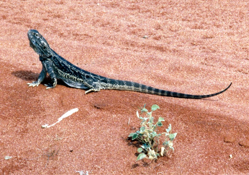 09-29-2001 reptile yowah.jpg